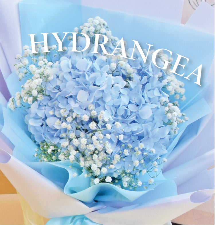 Hydrangea