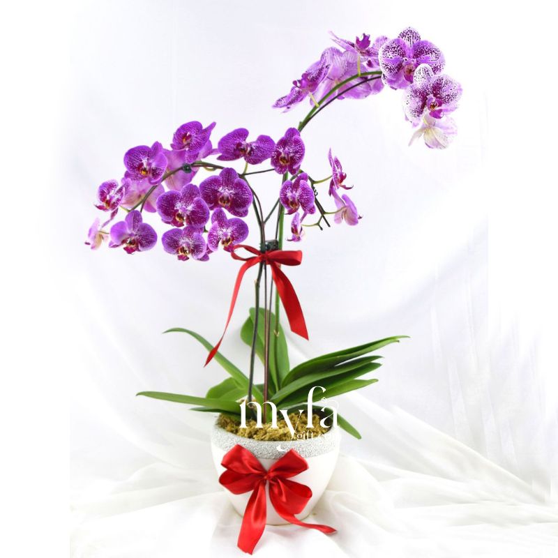 Fresh Phalaenopsis Orchid| Flower Delivery Online Ipoh