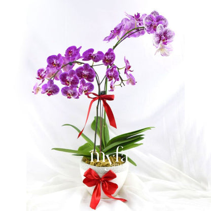 Fresh Phalaenopsis Orchid| Flower Delivery Online Ipoh