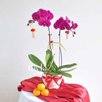 Fresh Phalaenopsis Orchid| Flower Delivery Online Ipoh