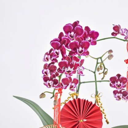 Mini Fresh Phalaenopsis Orchid| CNY Flowers & Gift| Same Day Delivery