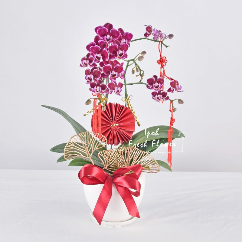 Mini Fresh Phalaenopsis Orchid| CNY Flowers & Gift| Same Day Delivery