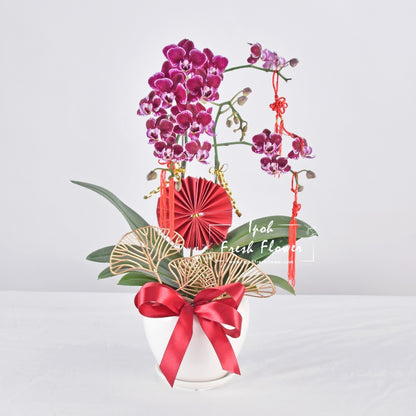 Mini Fresh Phalaenopsis Orchid| CNY Flowers & Gift| Same Day Delivery
